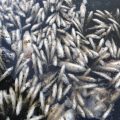 featured image Thousands of Fish Die in Euphrates River