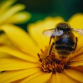 featured image U.S. Beekeepers Lost 40% of Honeybee Colonies Last Year