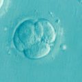 featured image Científico Afirma Haber Cultivado el Primer Embrión Híbrido Mono-Humano del Mundo