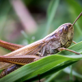 featured image Plague of Locusts Ravages Harvests in Somalia and Ethiopia