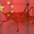 featured image Locust Plague Reaches Virus-Infected China