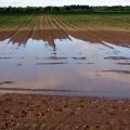featured image A Second Straight Year of Flooding is Threatening Another Year of Crops for Mississippi Farmers