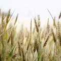 featured image Bread Price May Rise After Dire UK Wheat Harvest