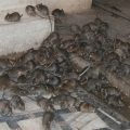 featured image Devastating mice plague overwhelms Australia amid fear rodents could spread rare disease