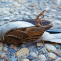 featured image Más de 50 aves caen del cielo en la Universidad de Radford