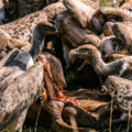 featured image Why we should all be worried about a vulture apocalypse