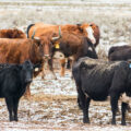 featured image New Tick-Borne Disease Challenges Va. Cattlemen