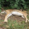 featured image KTF News Video – Scientists fear 100% fatal ‘zombie deer disease’ will mutate to infect humans: ‘There are no contingency plans’
