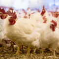 featured image Here We Go: FDA Warns for Potential Bird Flu Pandemic That Could Kill One in Four Americans
