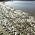 featured image Cientos de miles de peces muertos misteriosamente en un lago de California