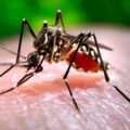 featured image CDC issues dengue fever alert in US as hundreds of cases confirmed in Florida