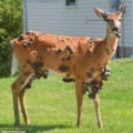 featured image Mutant deer with horrifying flesh bubbles spotted in multiple US states as fears of an outbreak grip the nation