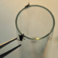 featured image Watch out for this invasive tick. It could saddle you with a little-known, debilitating infection.