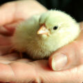 featured image A de-extinction company has hatched live chicks from an artificial eggshell