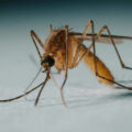 featured image Brain-swelling disease carried by mosquitos is surging — with highest numbers so far in 22 years